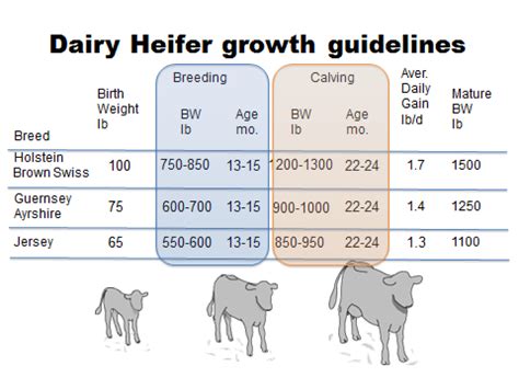 At what age does a calf become a heifer?