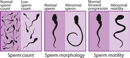 At what age does sperm fully develop?