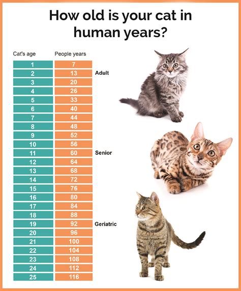 At what age is a cats personality set?