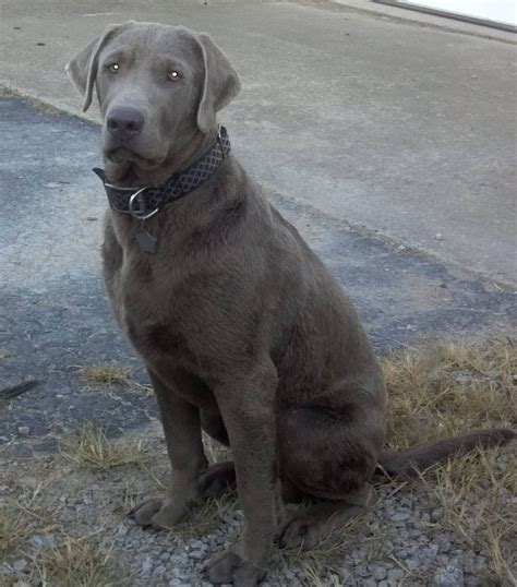 At what age is a silver lab full grown?