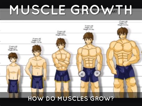 At what age my muscles grow the most?