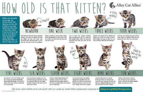 At what age should you take a cat?
