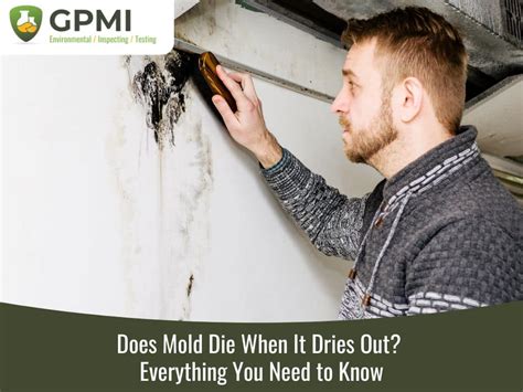 At what humidity does mold die?