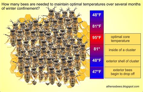 At what temperature do bees cluster?