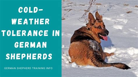 At what temperature does a German Shepherd need a jacket?