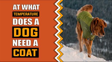 At what temperature does a dog need a coat?