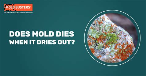At what temperature does mold die?