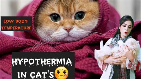 At what temperature is a cat hypothermic?