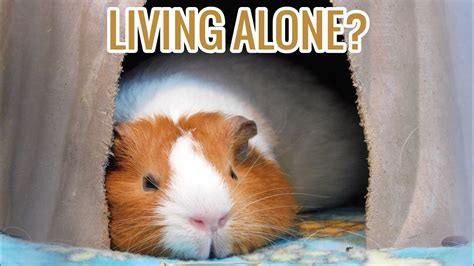 Can 1 guinea pig live alone?