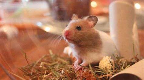 Can 2 Syrian hamsters live together?