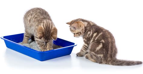 Can 2 cats share a litter box?