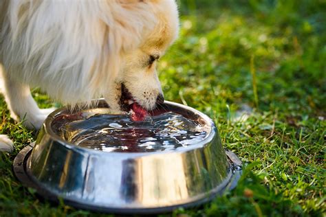 Can 2 dogs share a water bowl?