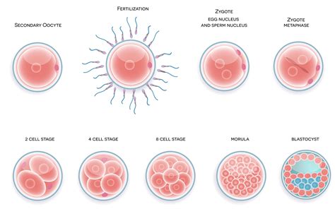 Can 2 female eggs make a baby?