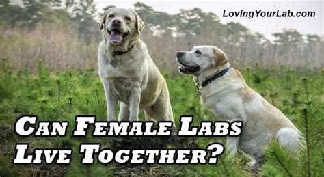 Can 2 female labs get along?