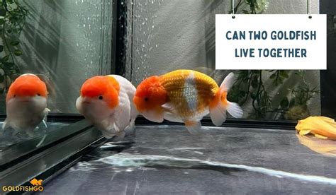 Can 2 goldfish live together?