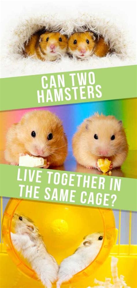 Can 2 hamsters live together?