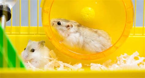 Can 2 hamsters share a cage?