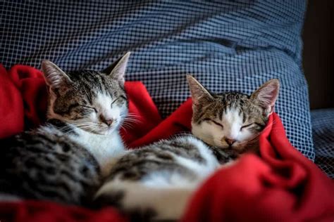 Can 2 male cats live together?