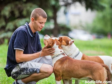 Can 2 male dogs live together?