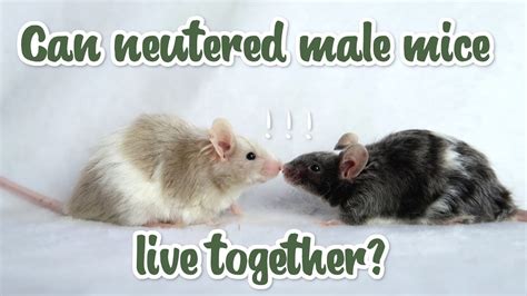 Can 2 male mice live together?