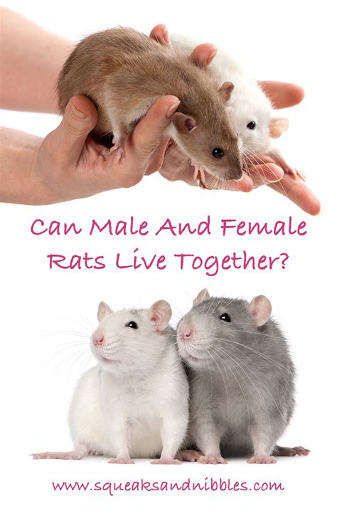 Can 2 male rats live together?