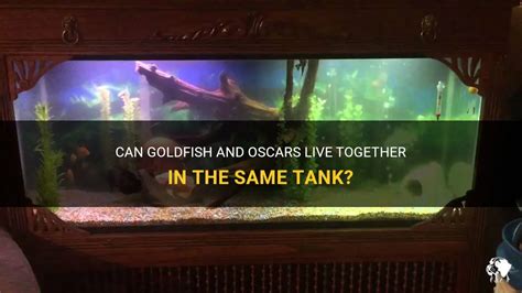 Can 2 oscars live together?