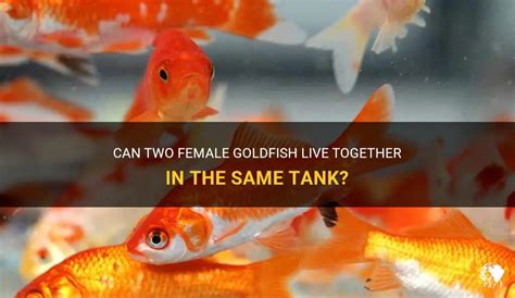 Can 2 small goldfish live together?