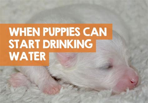 Can 2 week old puppies drink water?