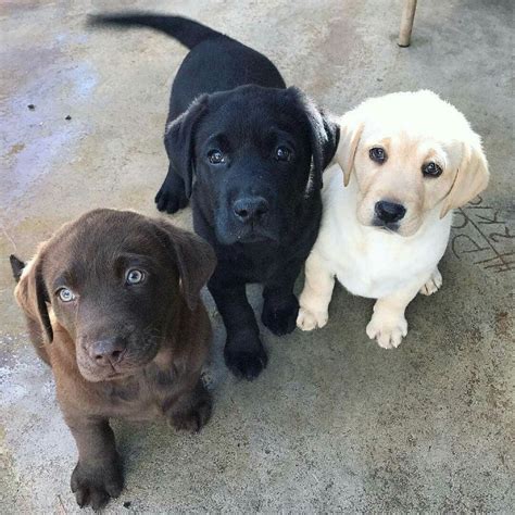 Can 2 yellow Labs have black babies?