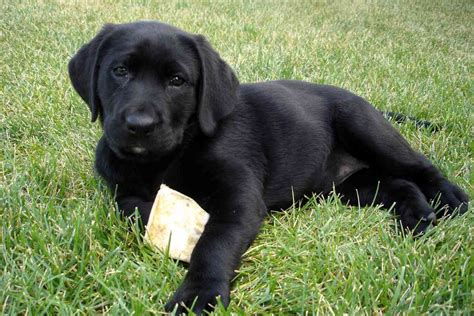 Can 2 yellow labs have black puppies?