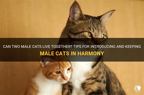Can 3 male cats live together?