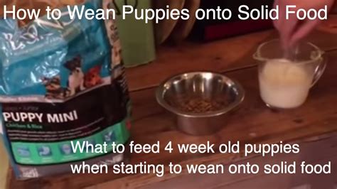 Can 4 week old puppies eat dry food?