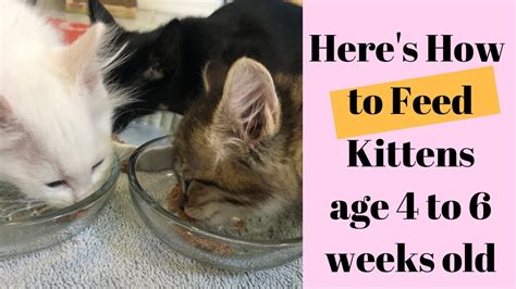 Can 7 week old kittens eat solid food?