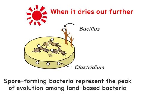 Can Bacillus cereus survive cooking?