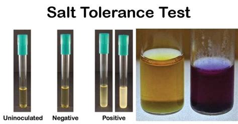 Can Bacillus tolerate salt?