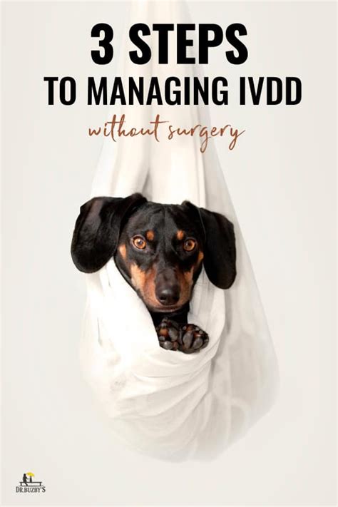 Can Dachshunds recover from IVDD without surgery?
