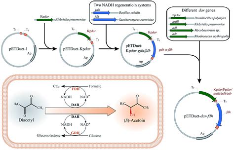 Can E coli produce acetoin?