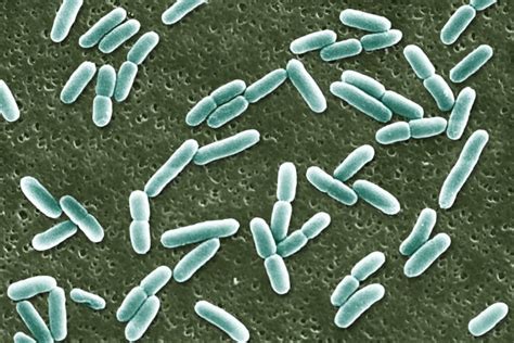 Can E coli survive boiling water?