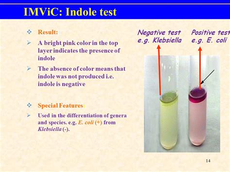 Can E. coli be indole negative?