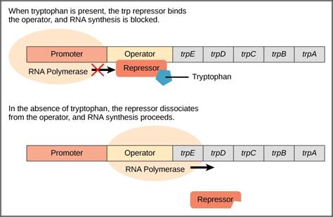 Can E. coli break down tryptophan?