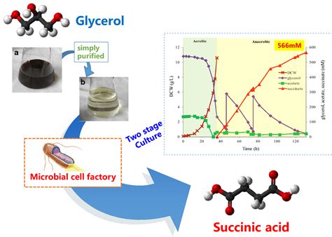 Can E. coli ferment glycerol?