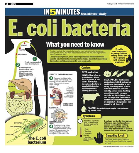 Can E. coli grow on cooked meat?
