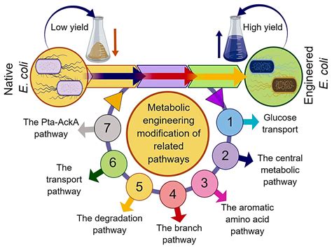 Can E. coli produce tryptophan?