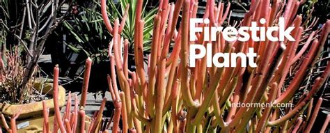 Can Firesticks grow indoors?