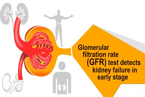 Can GFR go back up?