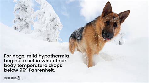Can German Shepherds get hypothermia?