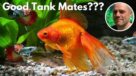 Can Guppy live with goldfish?