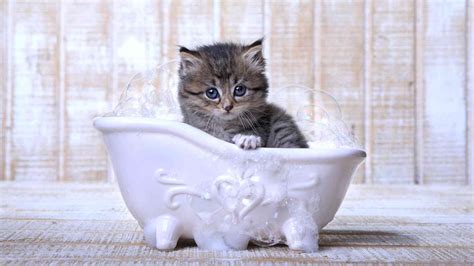 Can I bathe a stray cat?