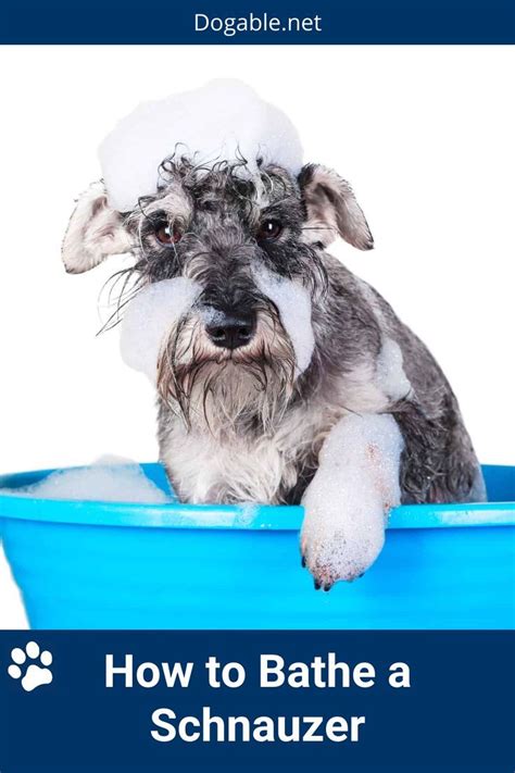 Can I bathe my Schnauzer once a week?