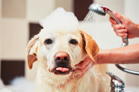 Can I bathe my dog in hot water?